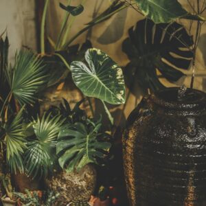 relaxing space, houseplants, cozy space, interior design, vintage aesthetic, houseplants, houseplants, houseplants, houseplants, houseplants, interior design, interior design, interior design, interior design